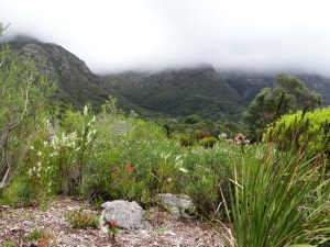 Kirstenbosch, the most beautiful garden in Africa
