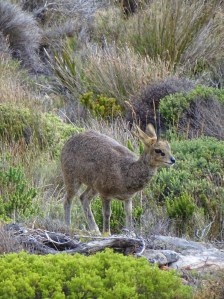 Cape Point Nature Reserve