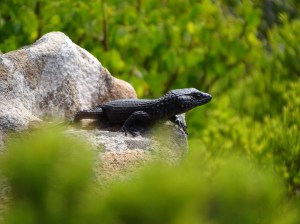 Cape Point Nature Reserve