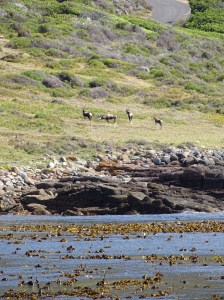 Cape Point Nature Reserve