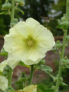 West Acre Garden in Norfolk