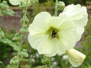 West Acre Garden in Norfolk