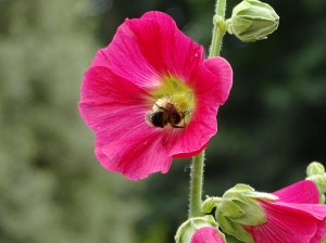 West Acre Garden in Norfolk