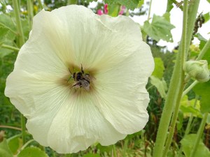 West Acre Garden in Norfolk
