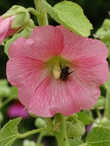 West Acre Garden in Norfolk