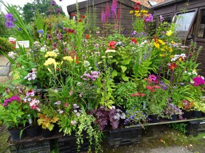 West Acre Garden in Norfolk
