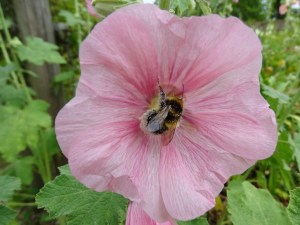 West Acre Garden in Norfolk