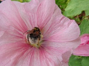 West Acre Garden in Norfolk