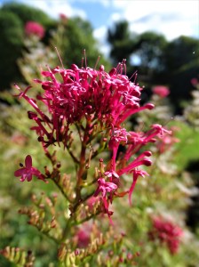 What I learned from my Ireland Road Trip