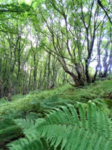 What I learned from my Ireland Road Trip