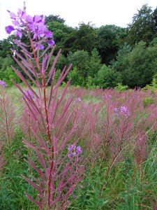 Rathmullan, situated in County Donegal, Ireland