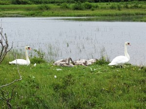 What I learned from my Ireland Road Trip