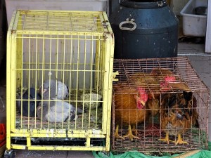 Living in Shanghai, China