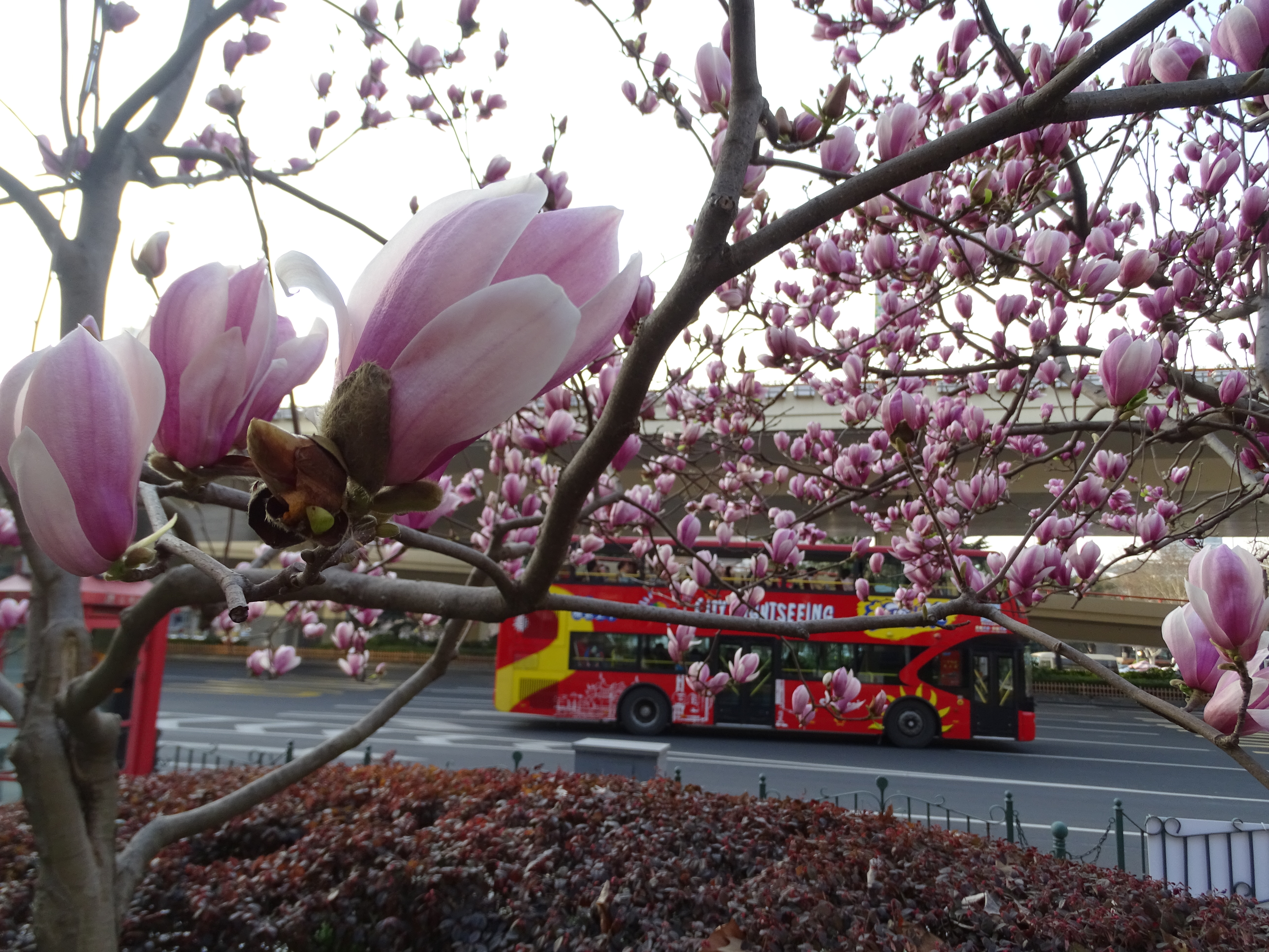 Beautiful Magnolia blossoms in Shanghai