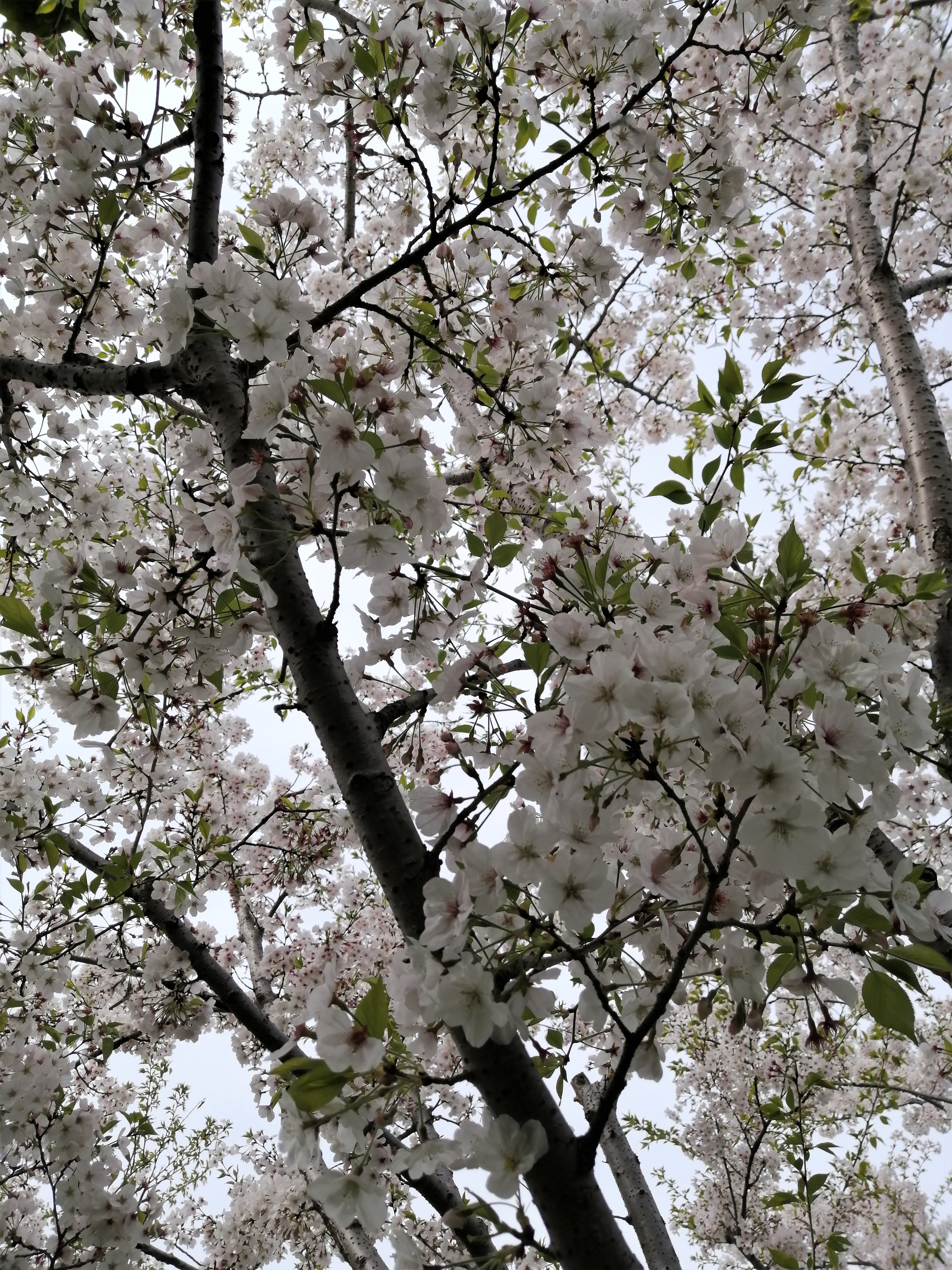 Walk among the blossoms
