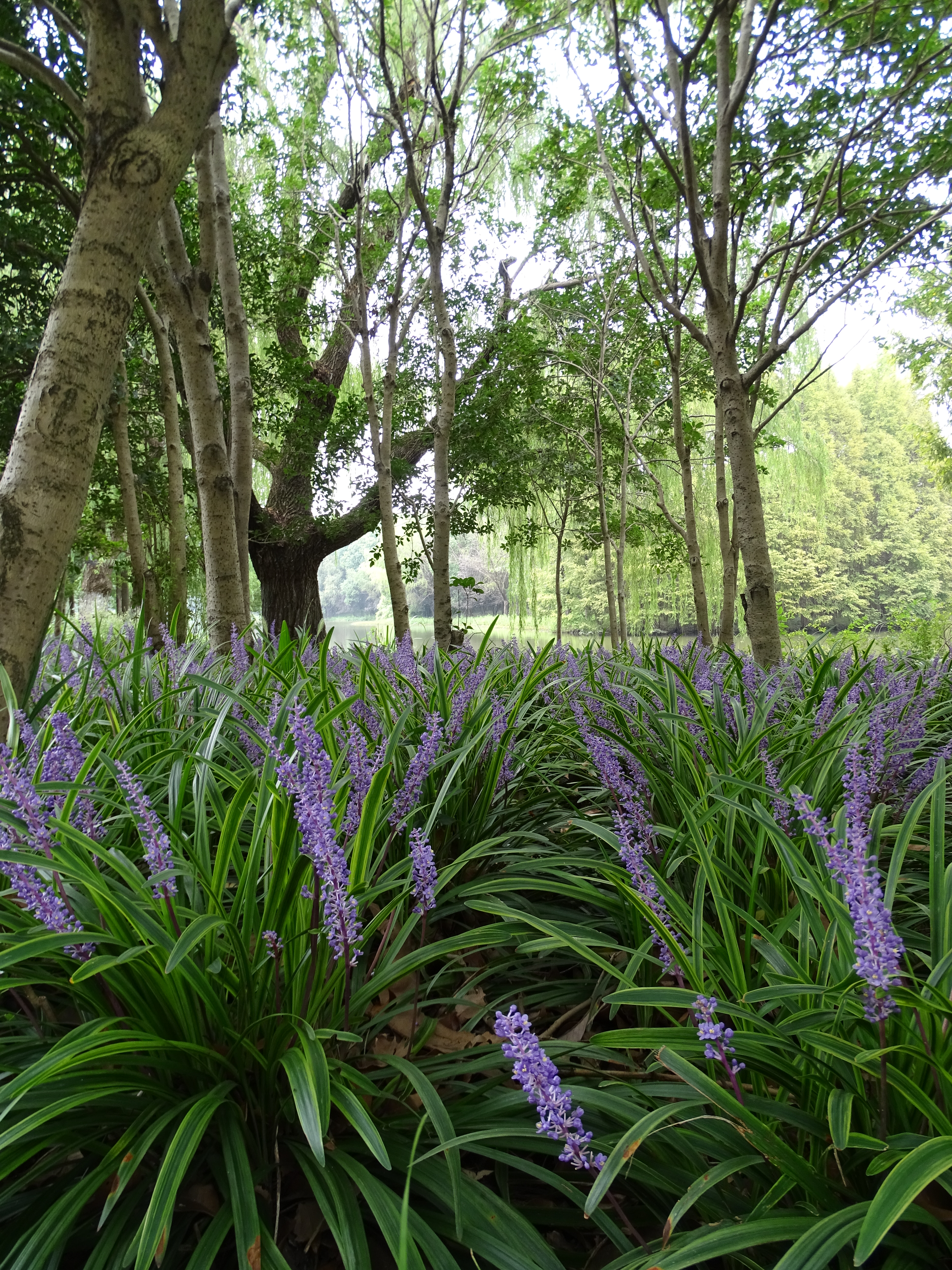 Monday Walk through Century Park