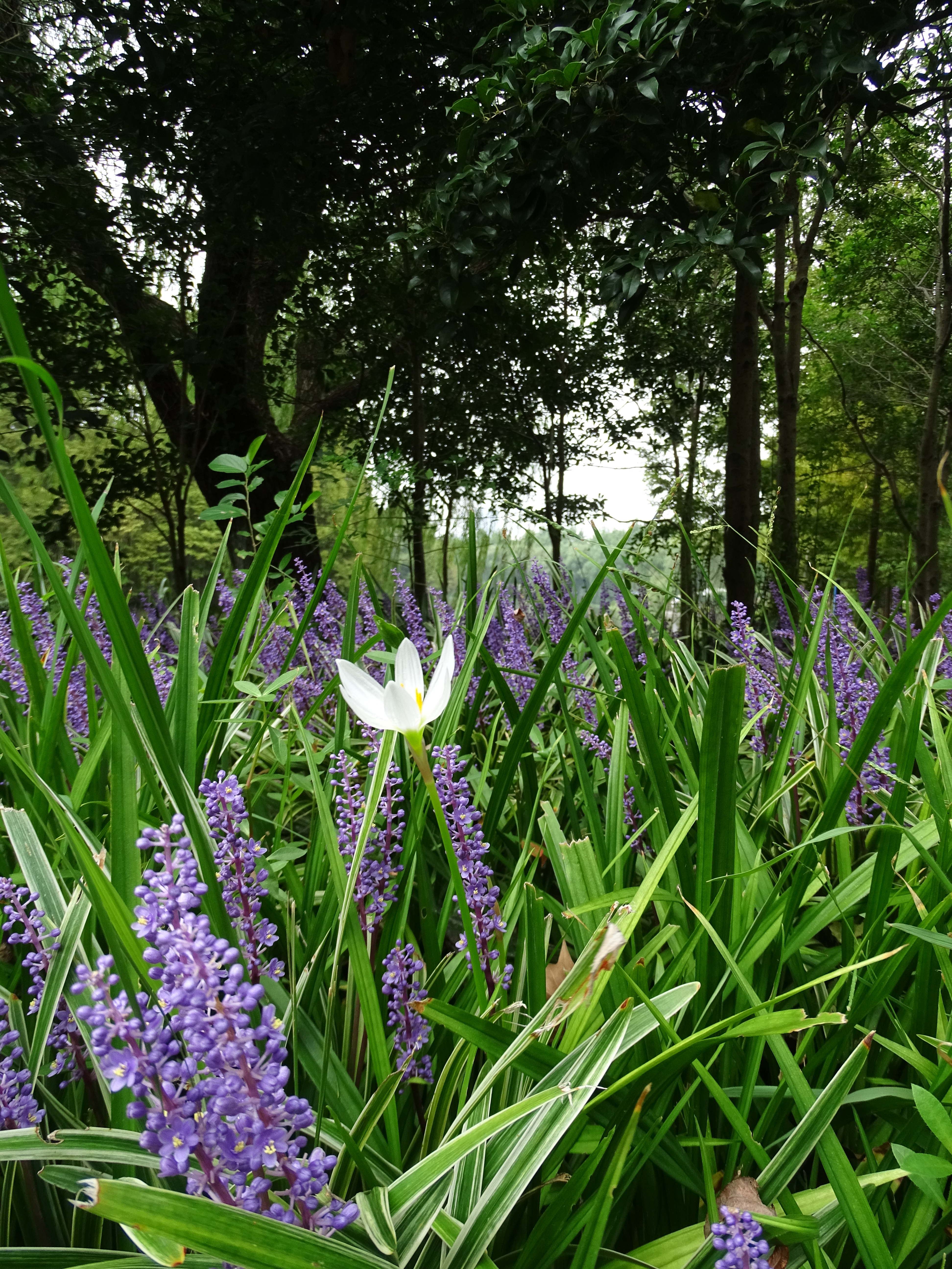 Monday Walk through Century Park