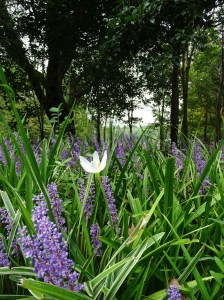 Monday Walk through Century Park