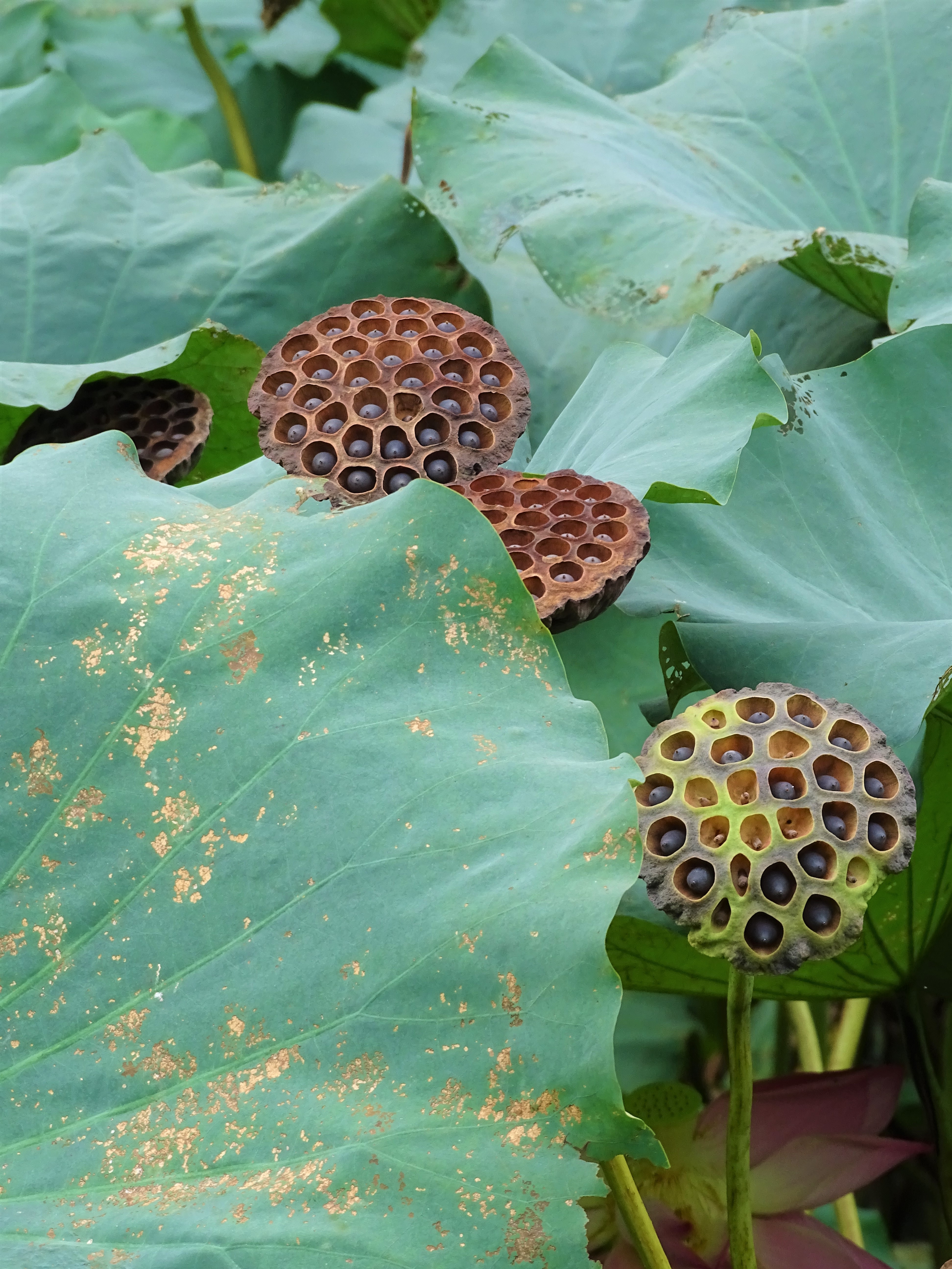 Monday Walk through Century Park