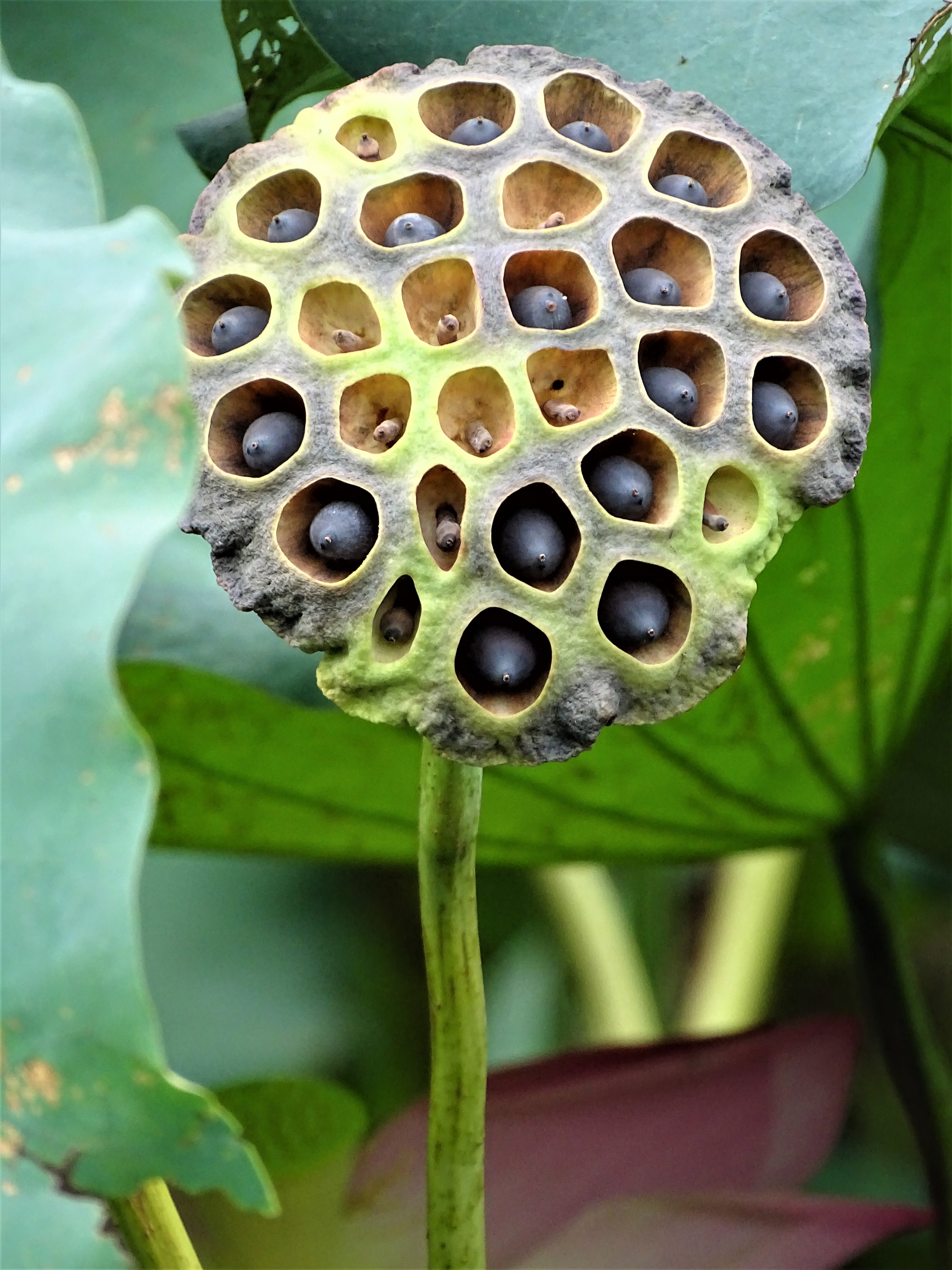 Monday Walk through Century Park