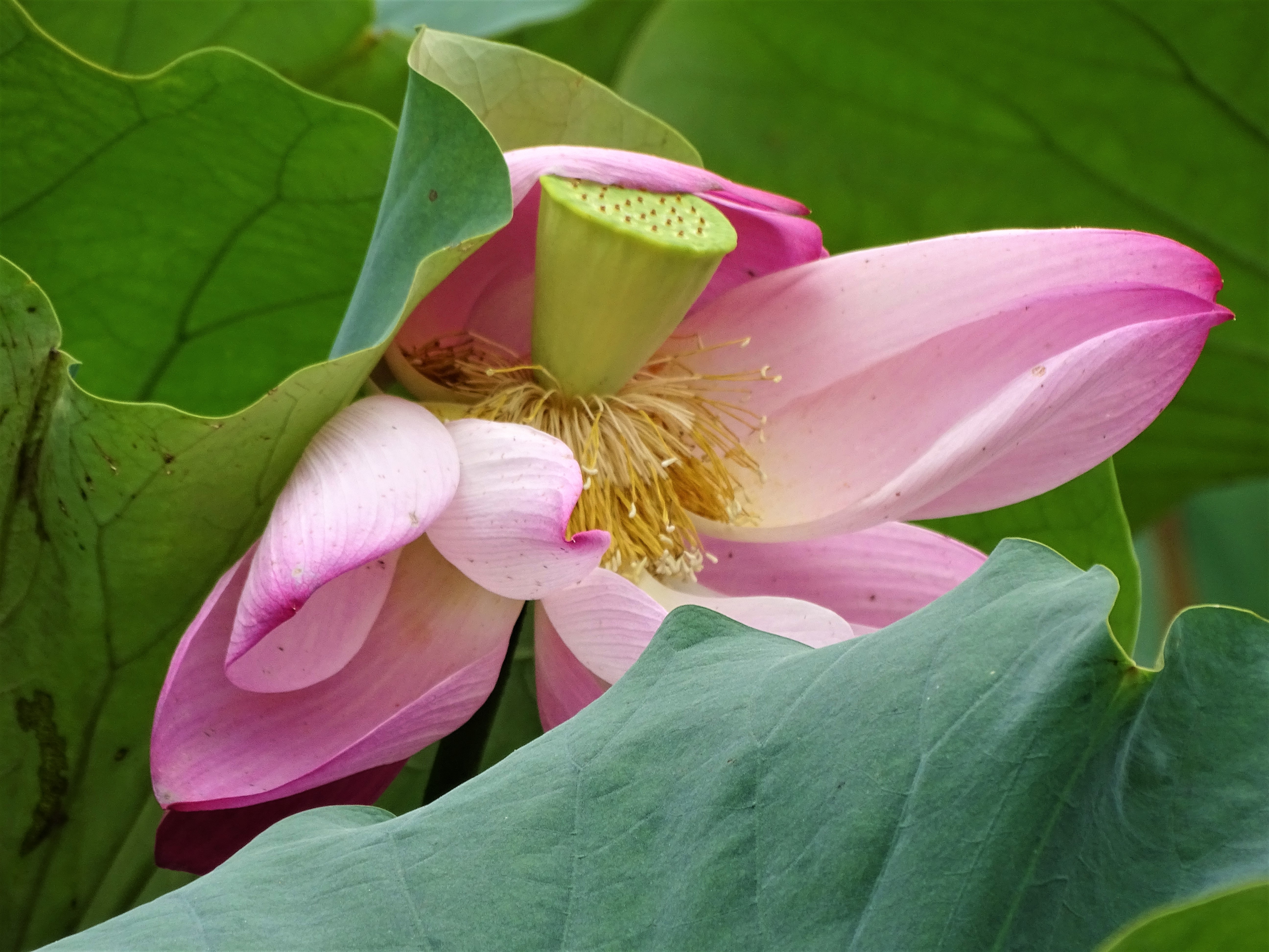 Monday Walk through Century Park