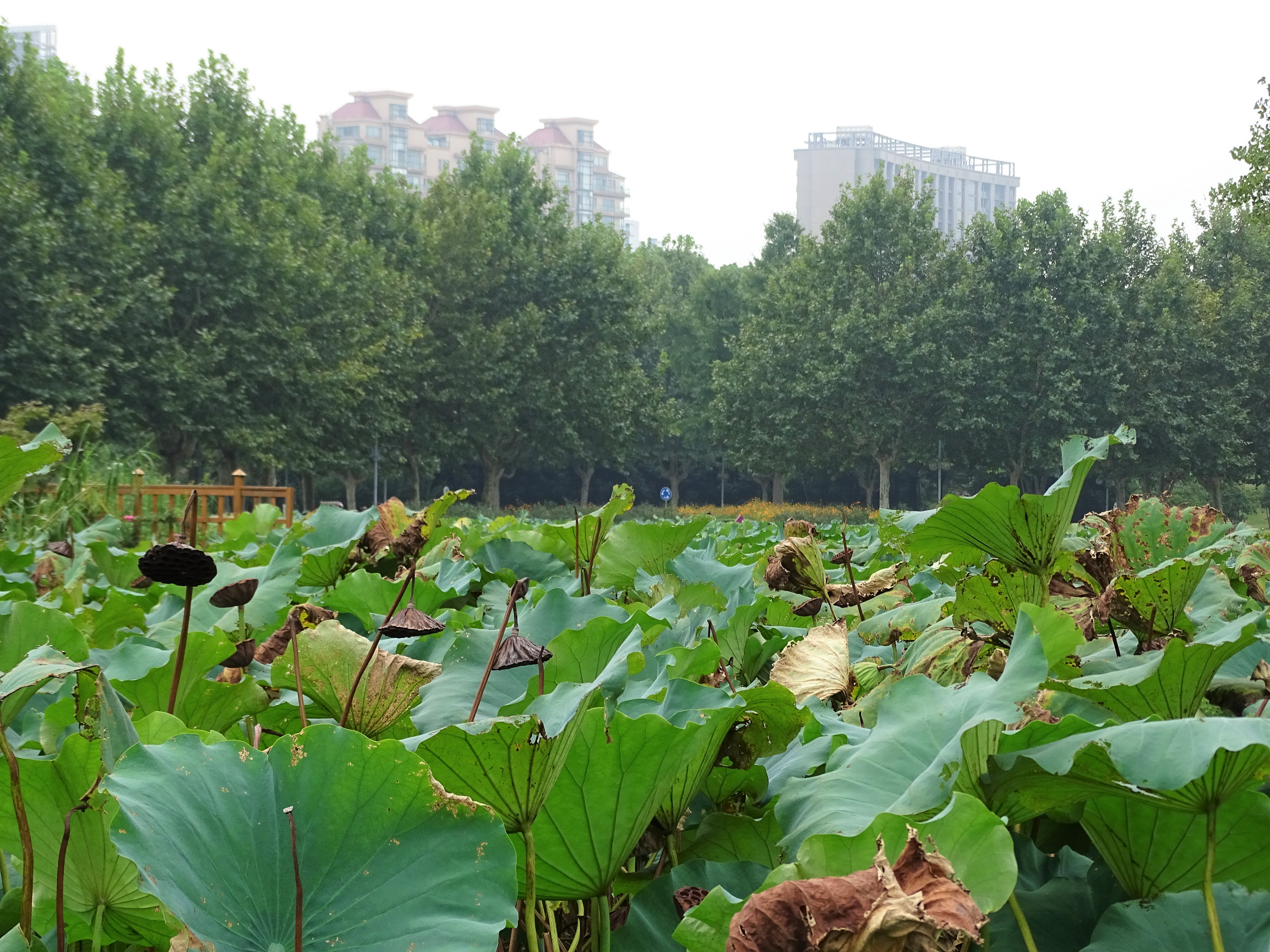 Monday Walk through Century Park