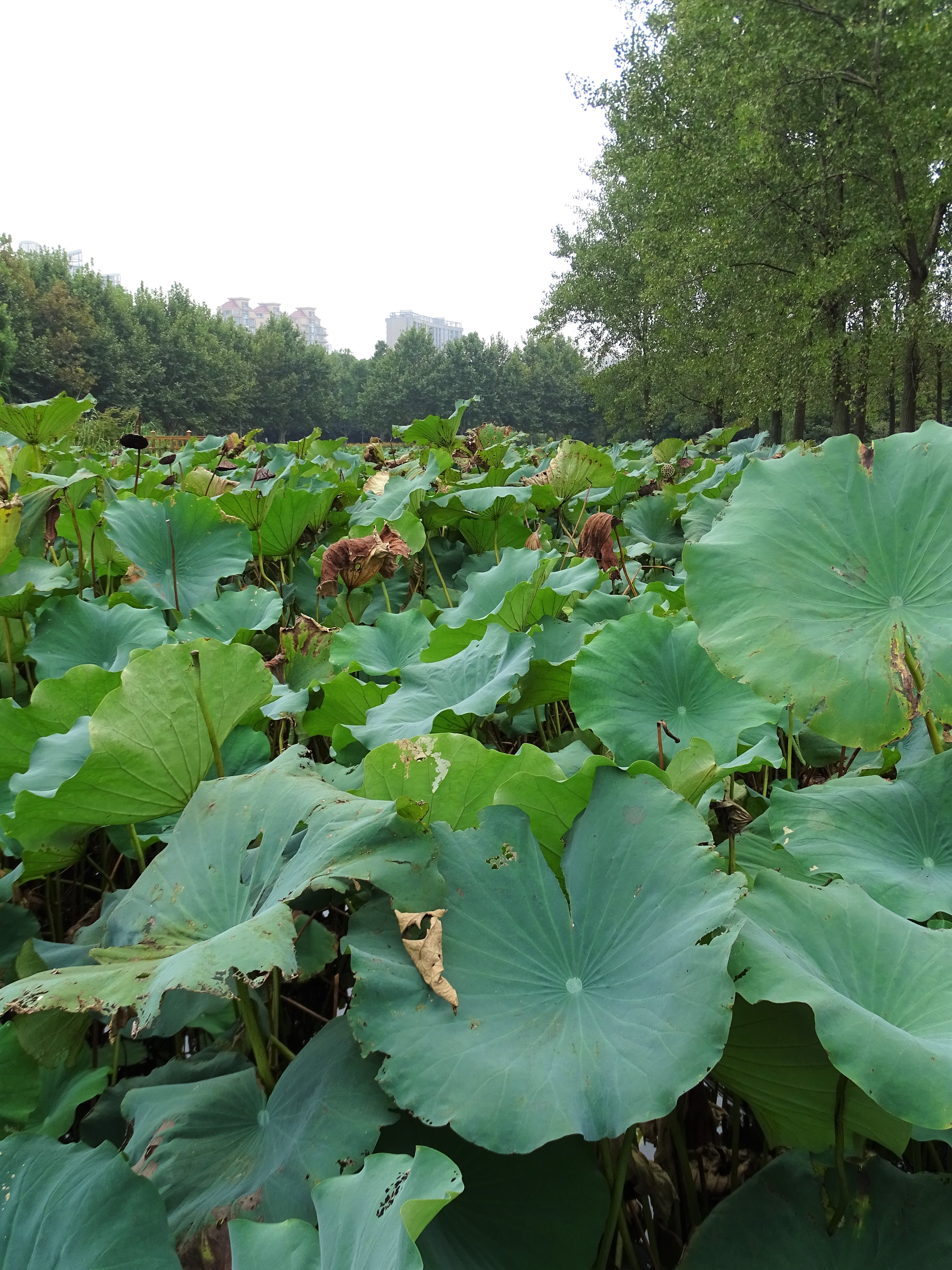 Monday Walk through Century Park