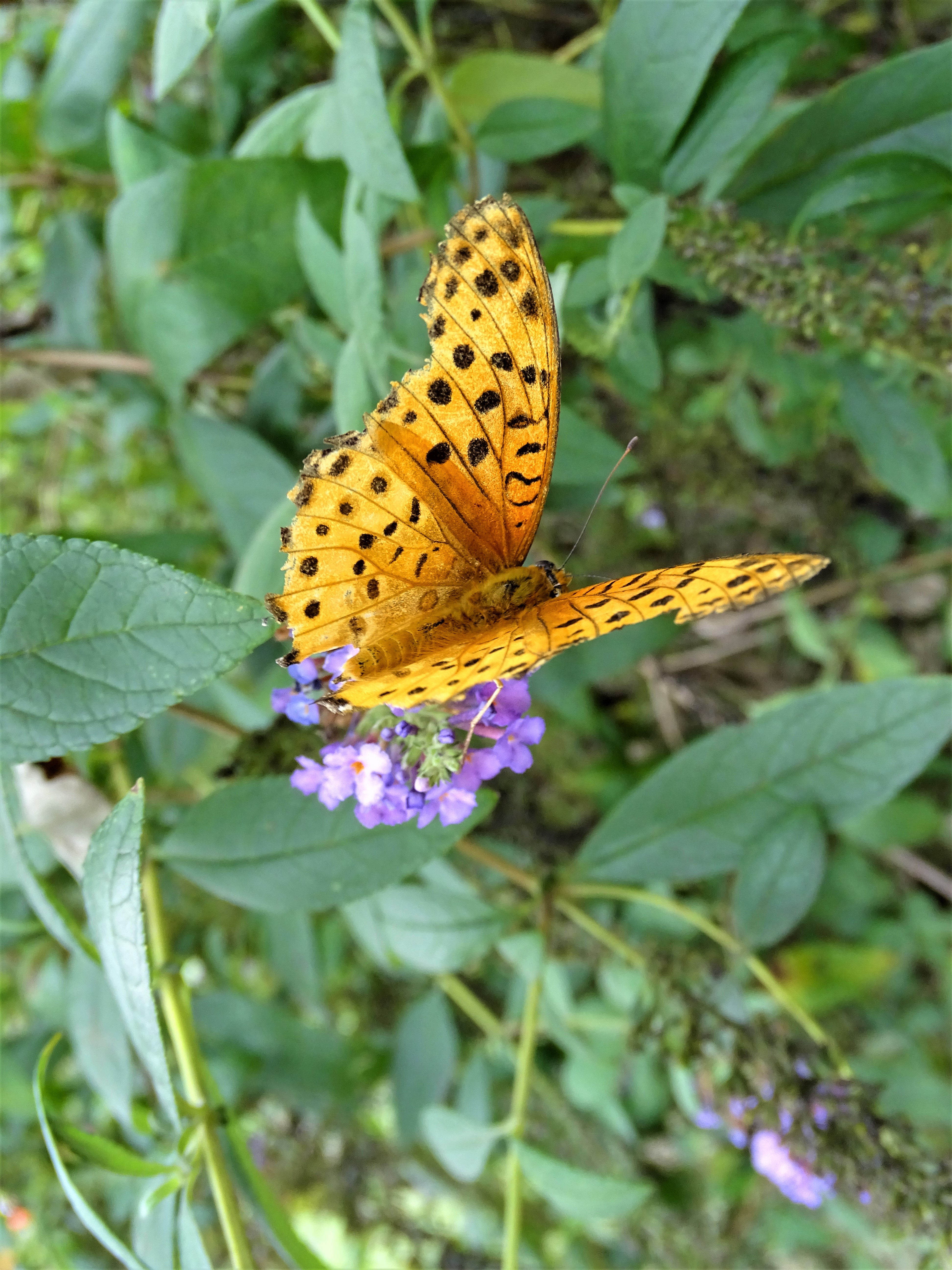 Monday Walk through Century Park