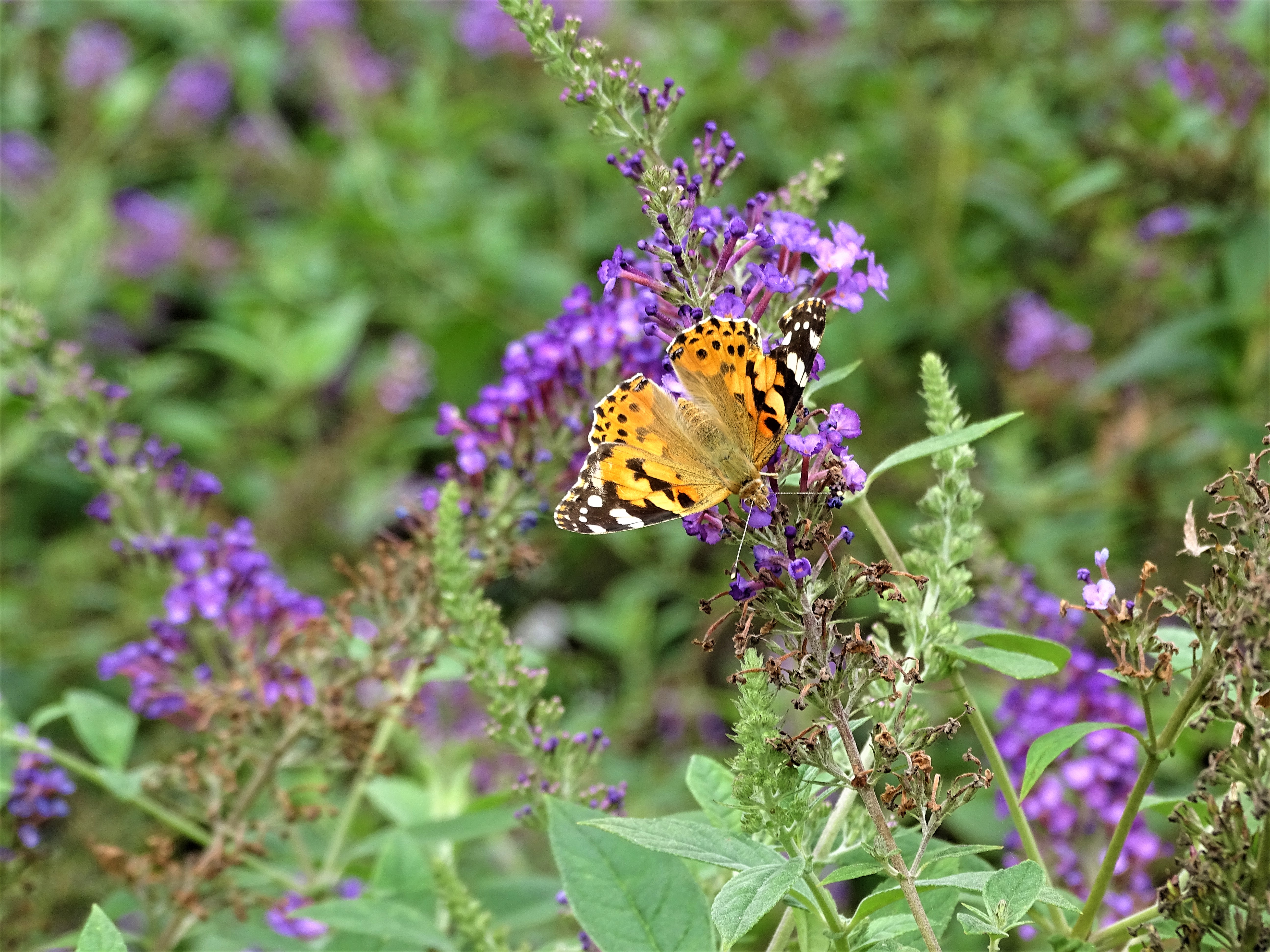 Monday Walk through Century Park