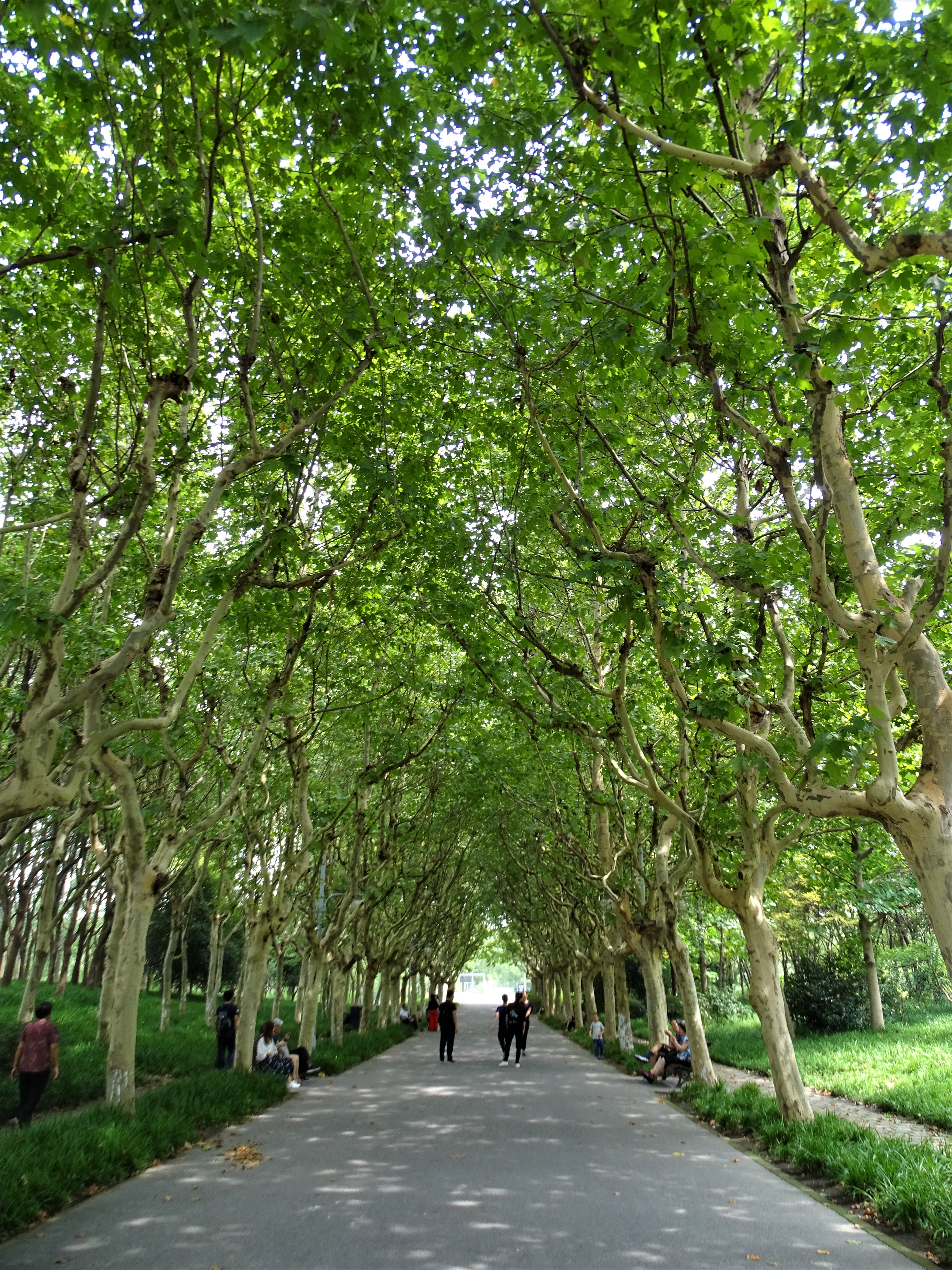 Monday Walk through Century Park