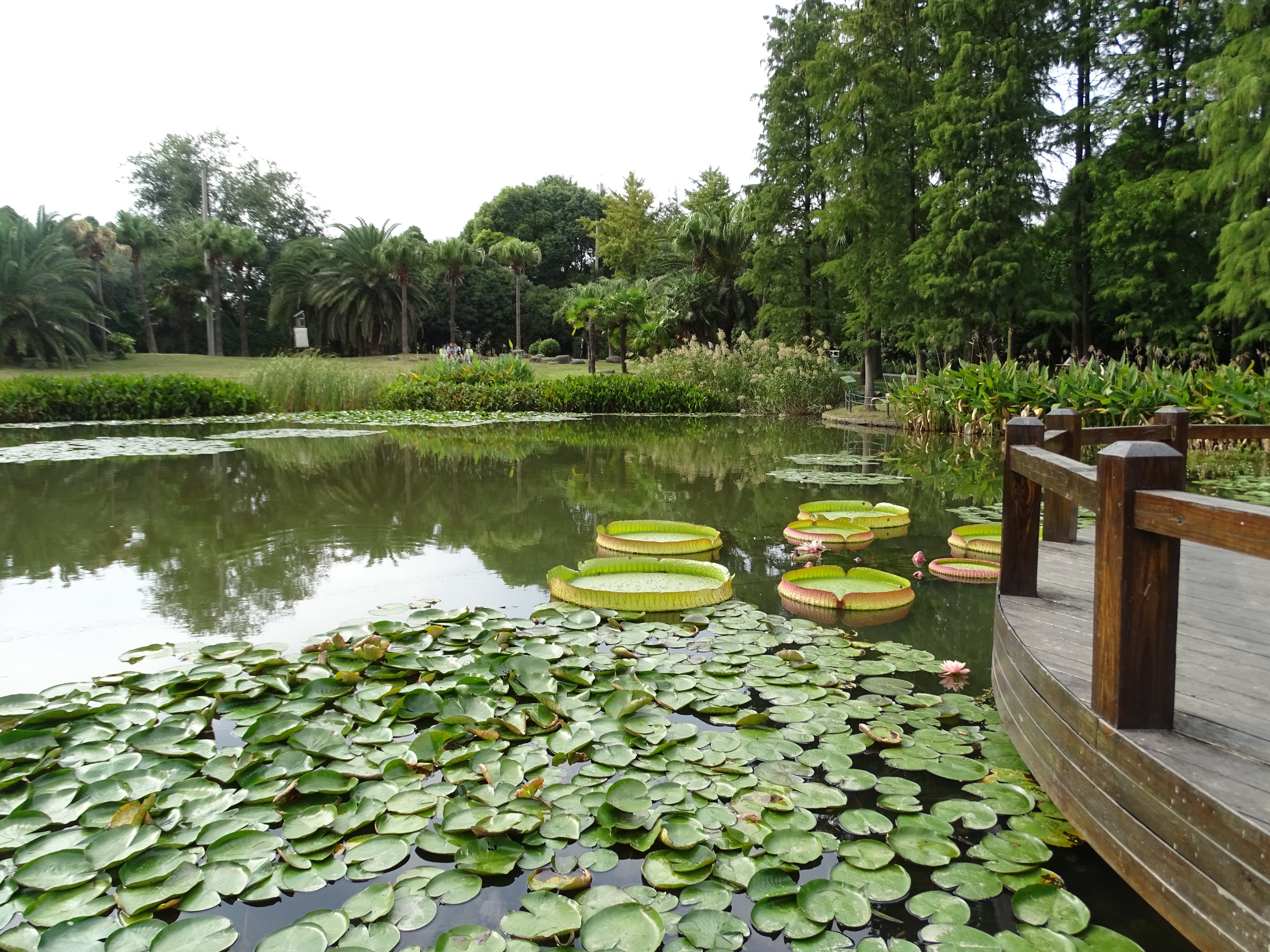 King Lotus leaves are huge enough to support a child