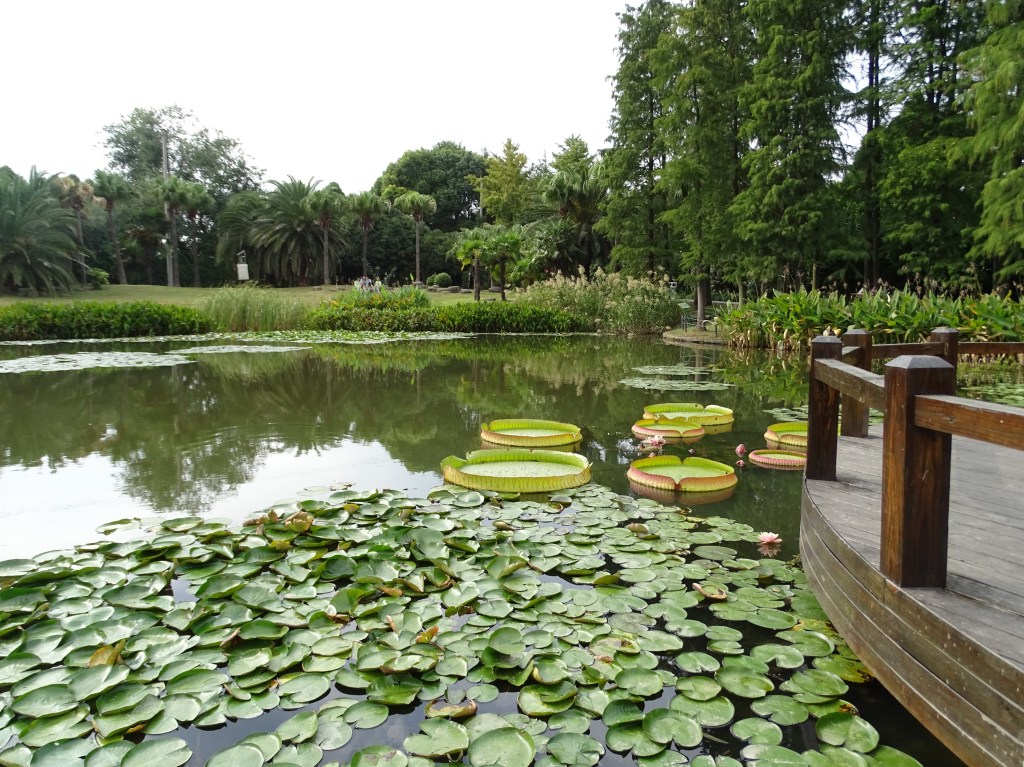 King Lotus leaves are huge enough to support a child