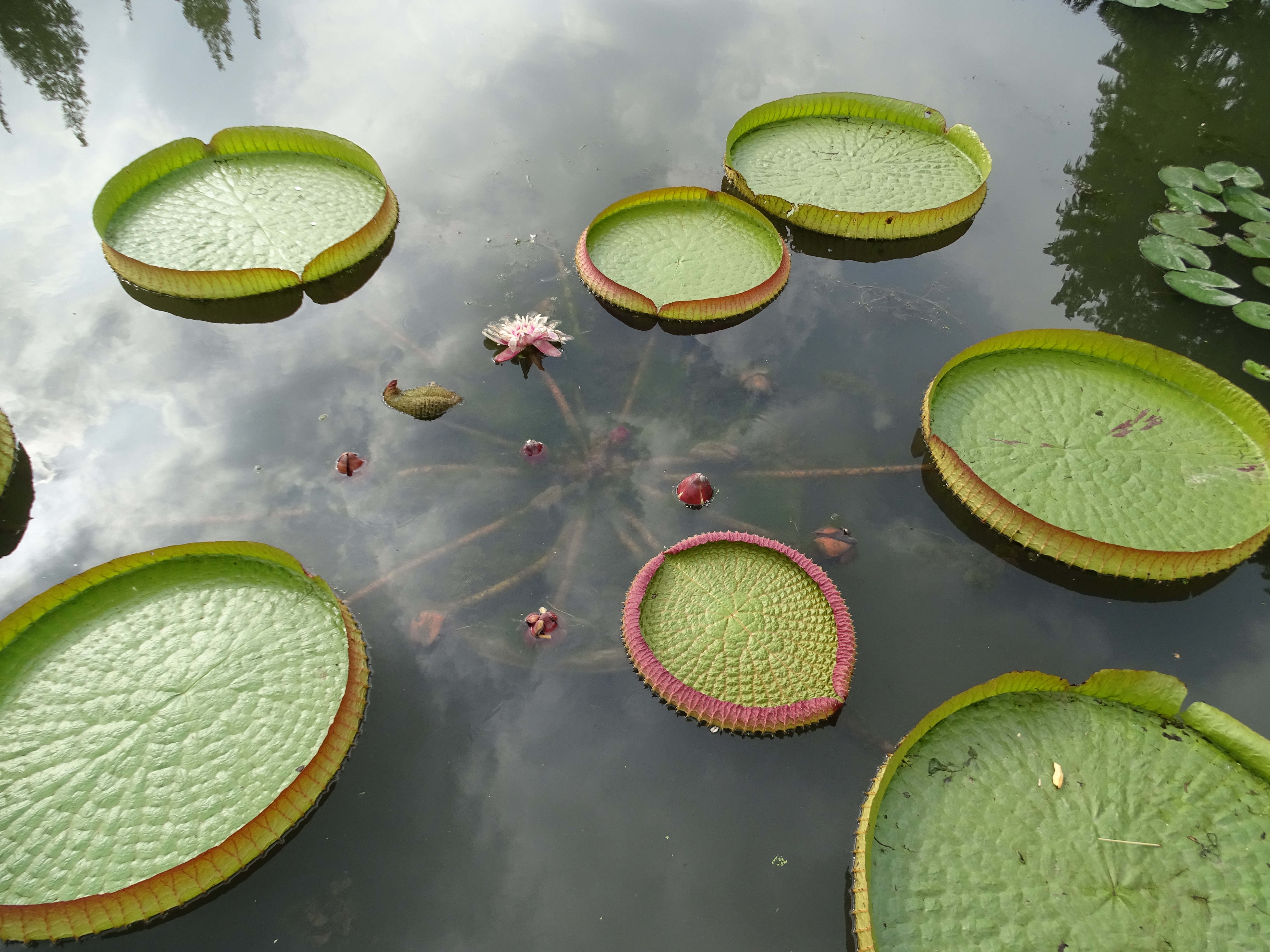 King Lotus leaves are huge enough to support a child