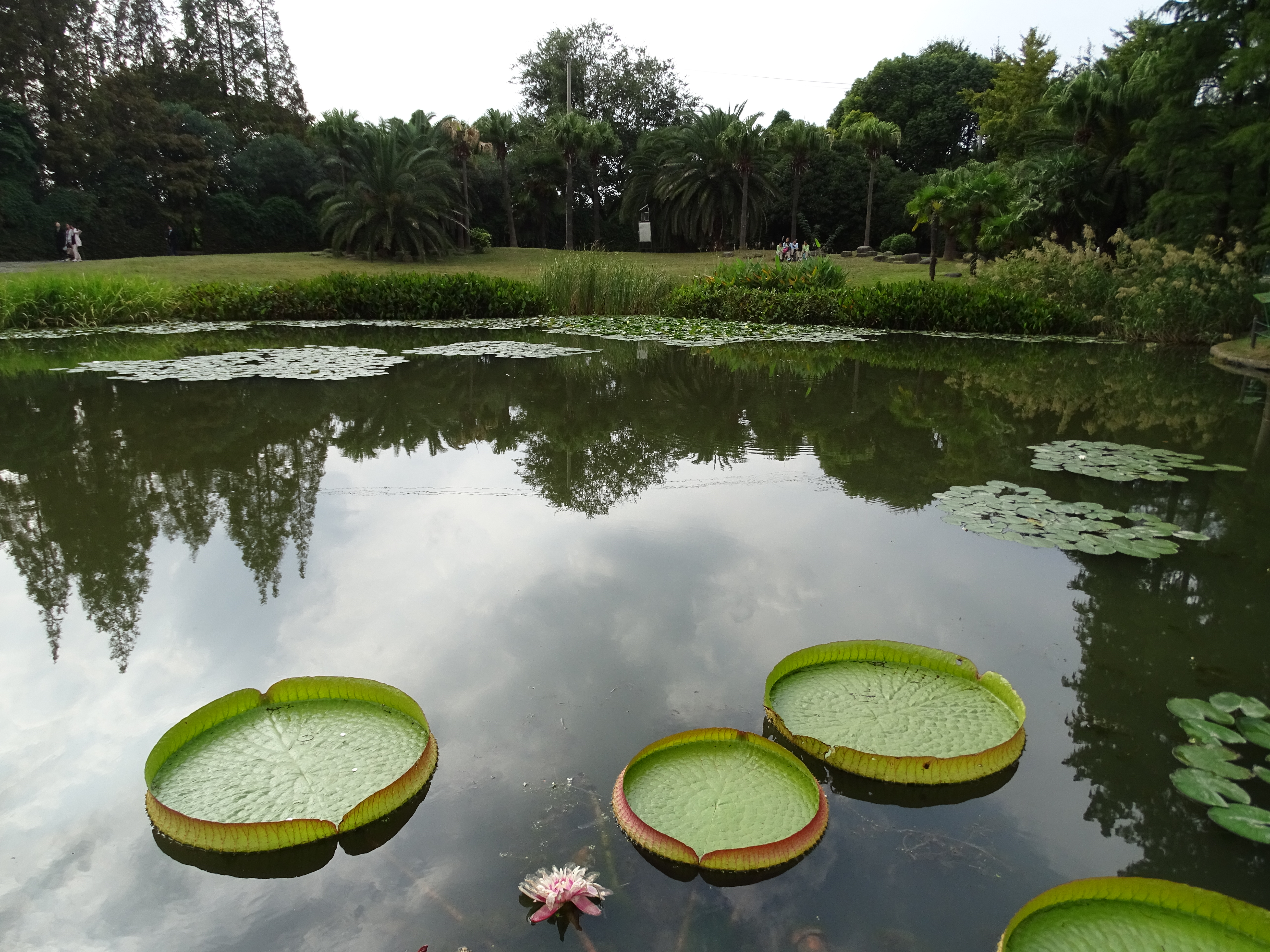 King Lotus leaves are huge enough to support a child