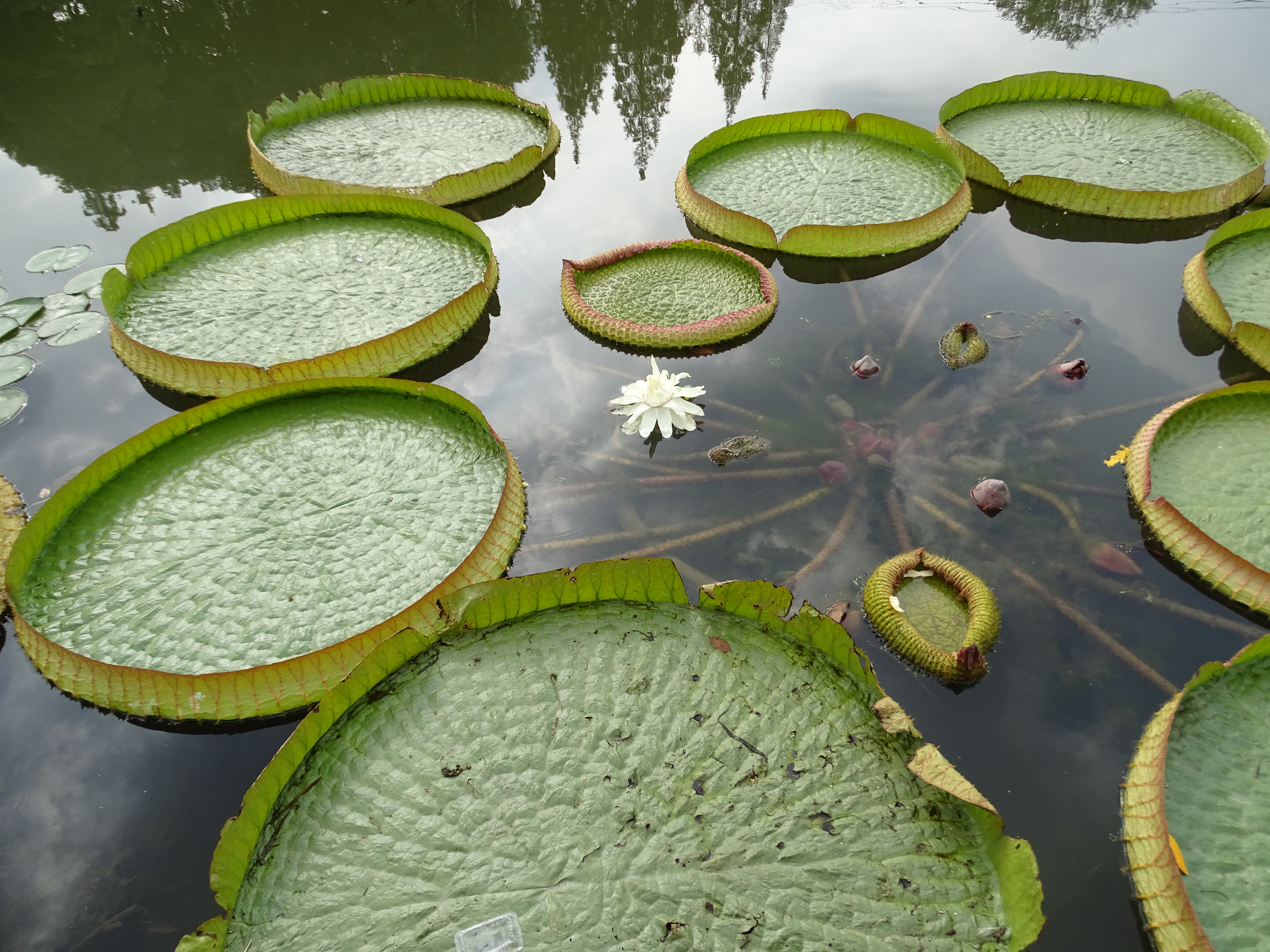 King Lotus leaves are huge enough to support a child