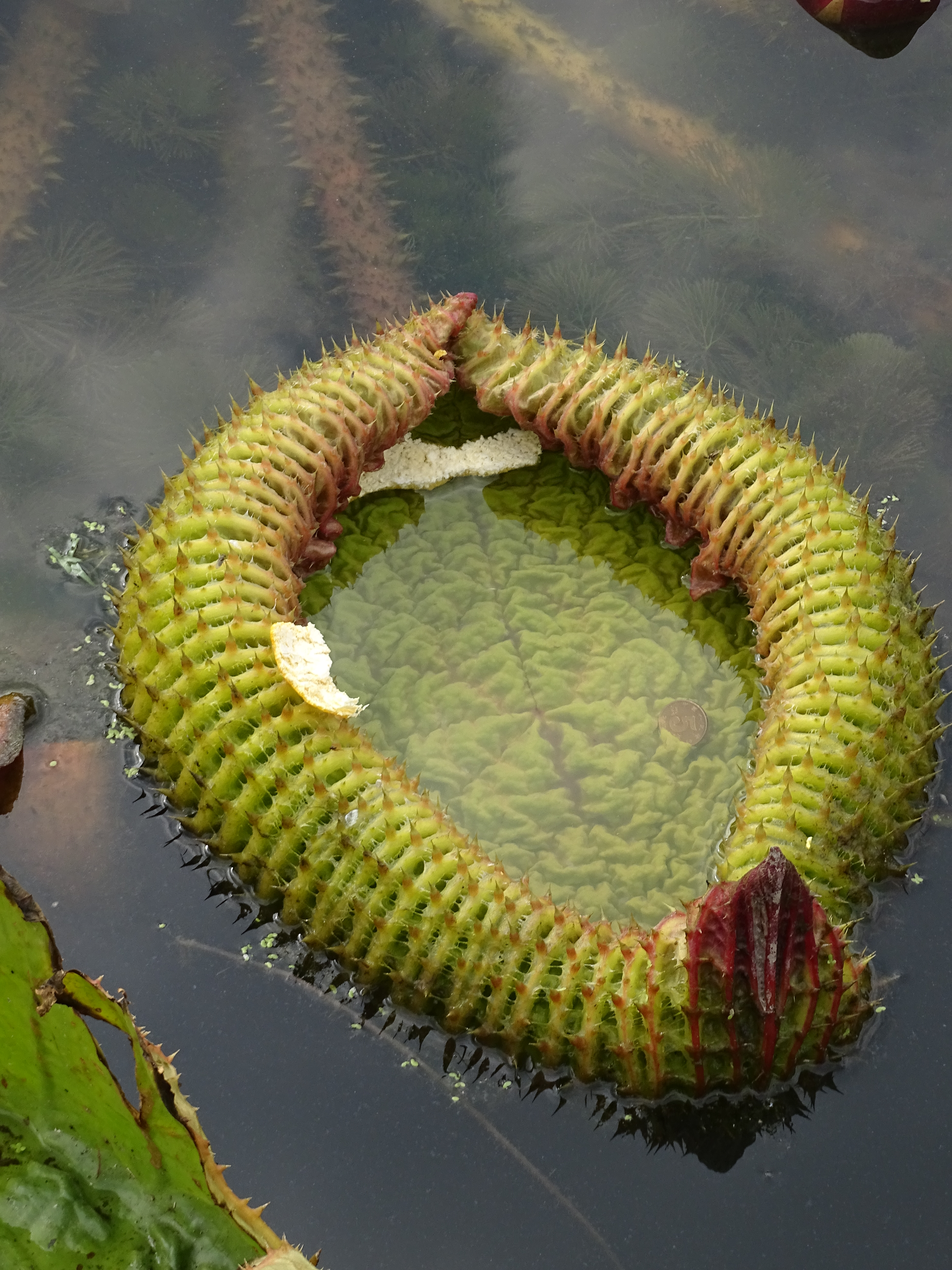 King Lotus leaves are huge enough to support a child