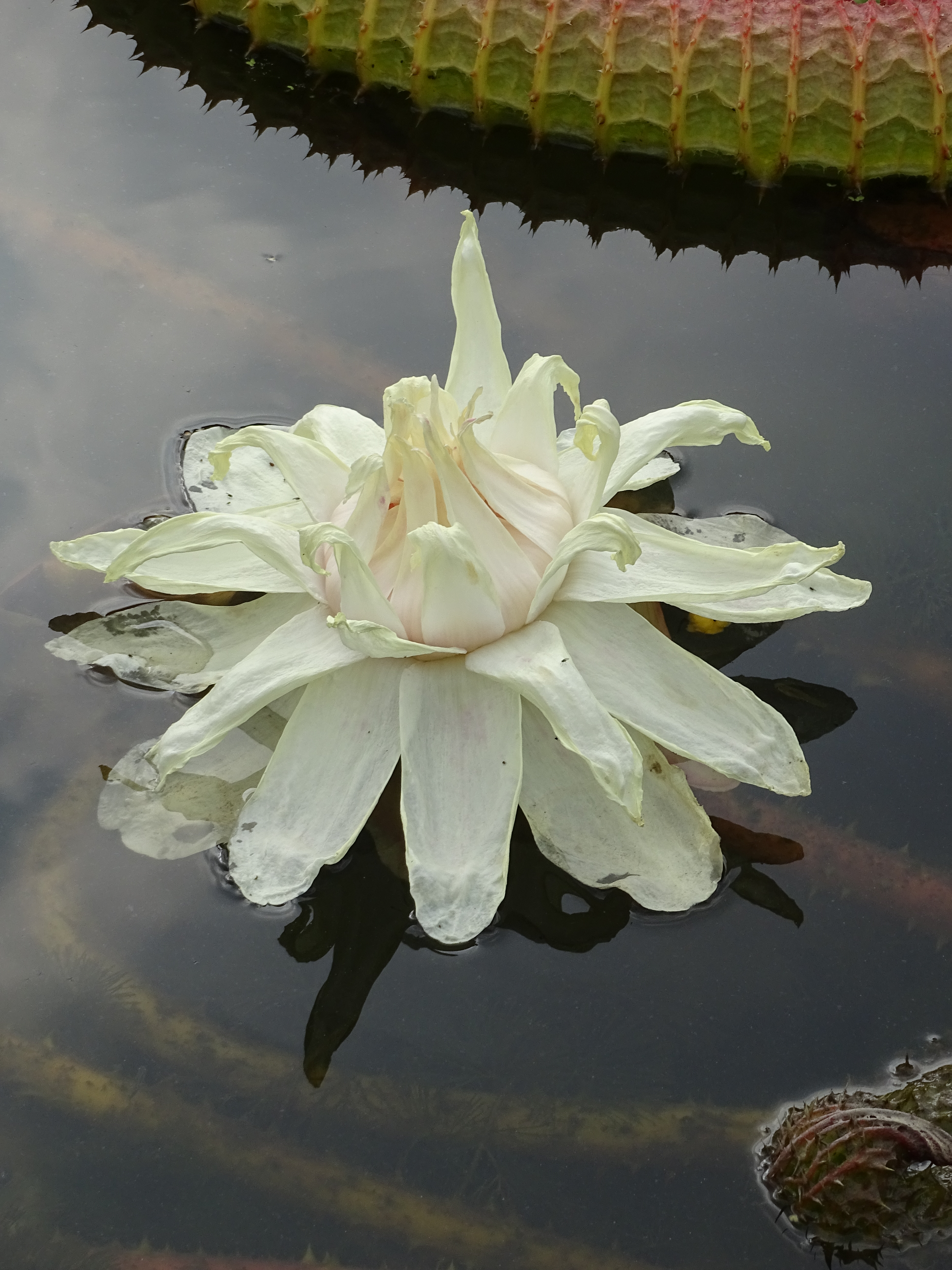 King Lotus leaves are huge enough to support a child