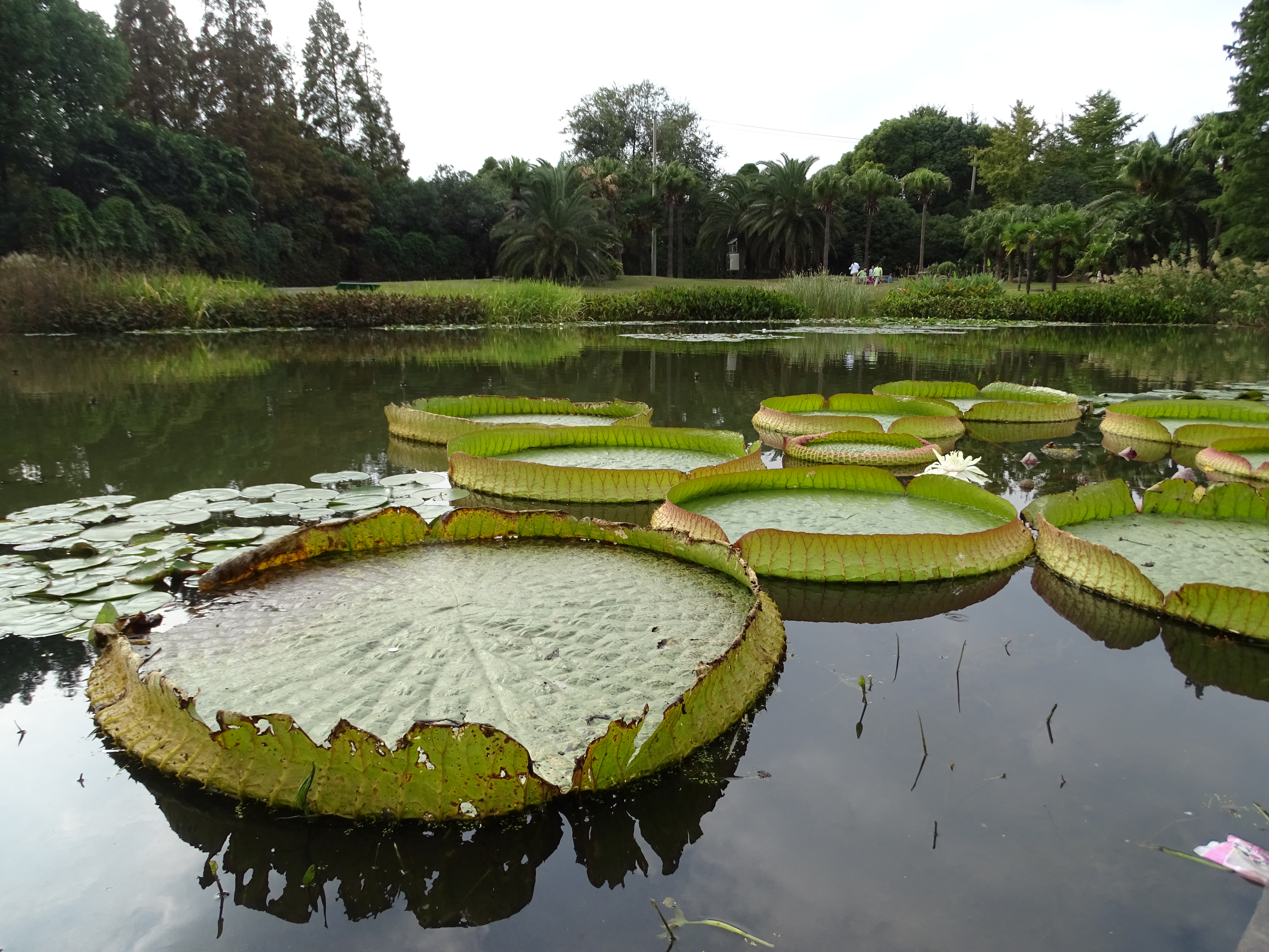 King Lotus leaves are huge enough to support a child