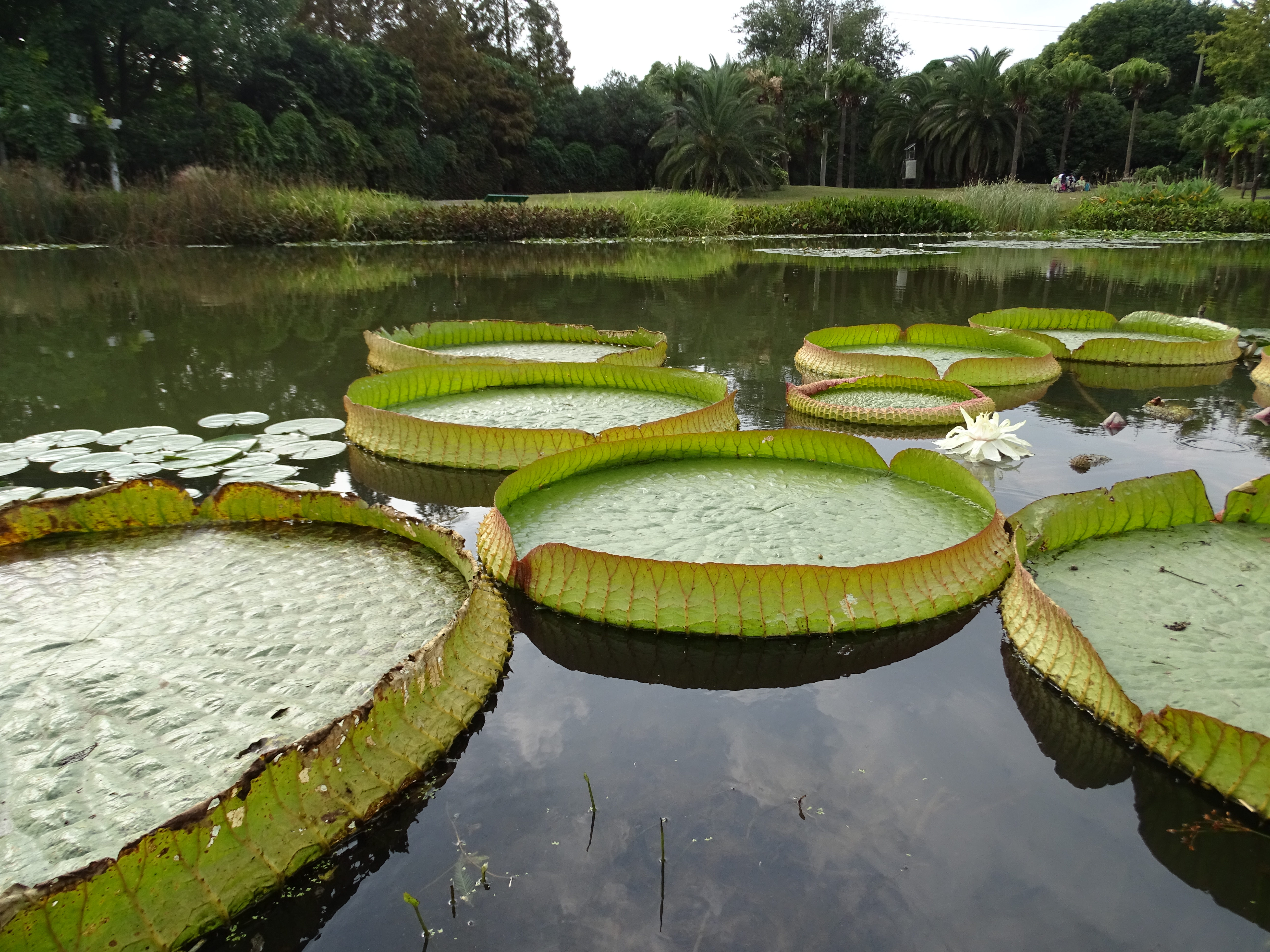 King Lotus leaves are huge enough to support a child