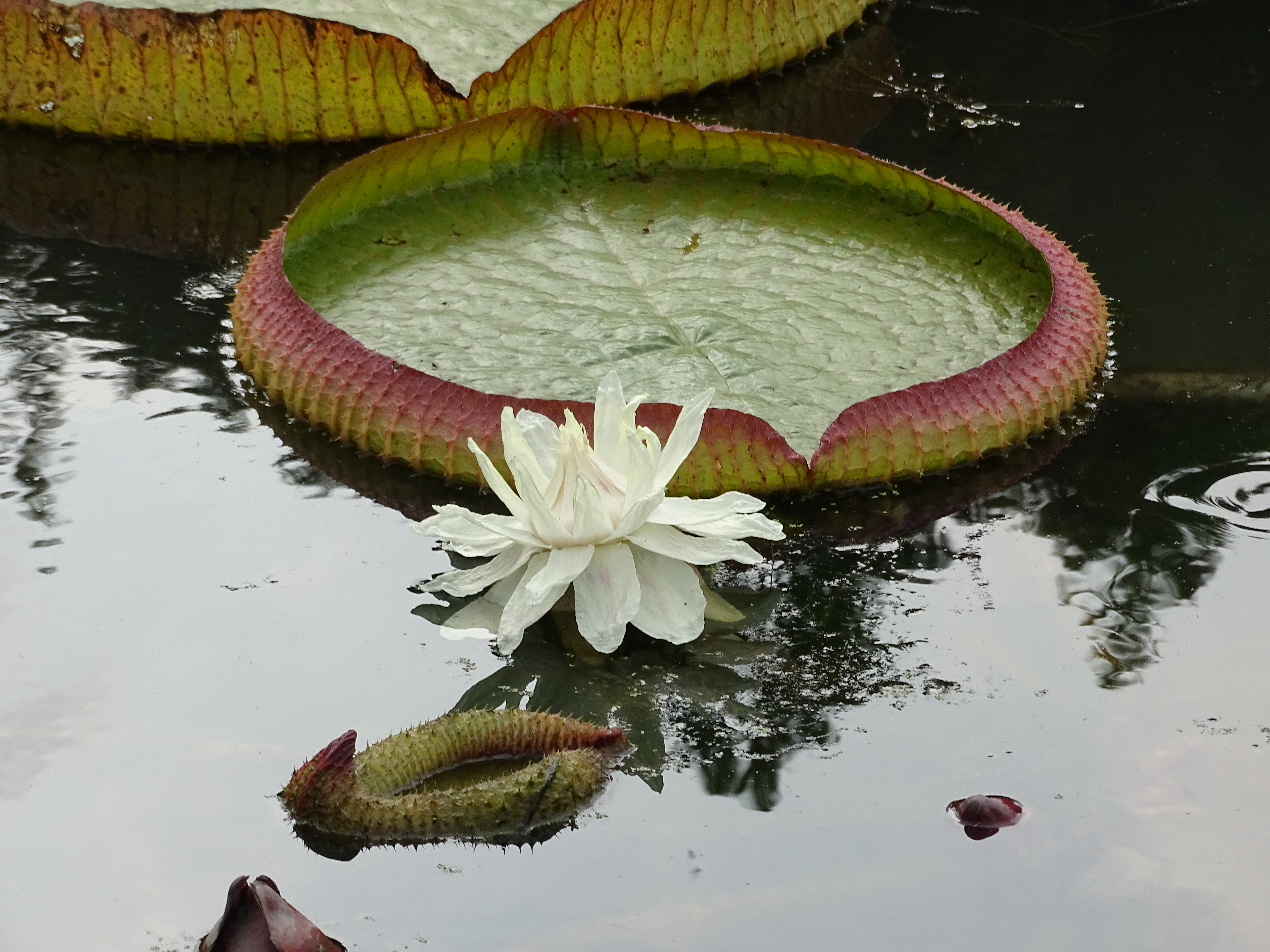 King Lotus leaves are huge enough to support a child