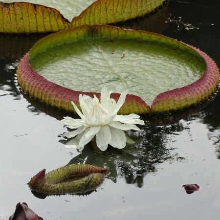 King Lotus leaves are huge enough to support a child