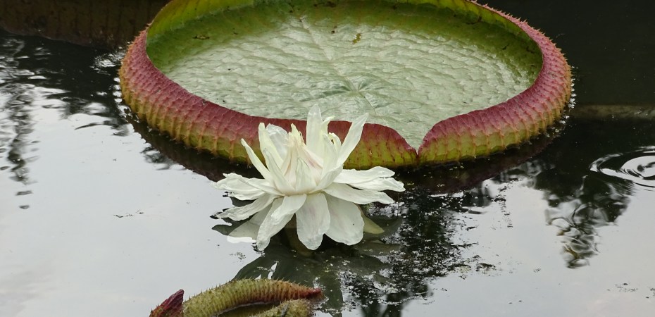 King Lotus leaves are huge enough to support a child